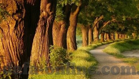 足球探球比分-足球探球比分，绿茵场上的数字密码与激情交响